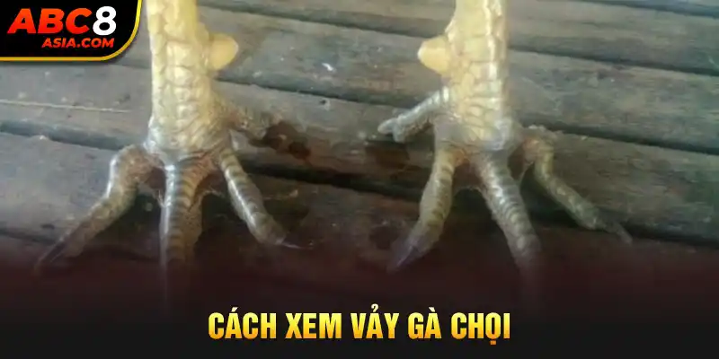 cách xem vảy gà chọi