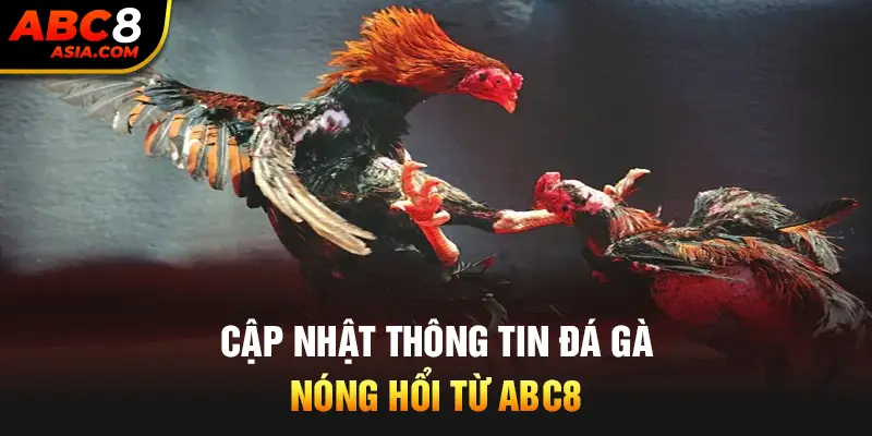 Cập nhật thông tin đá gà nóng hổi từ ABC8