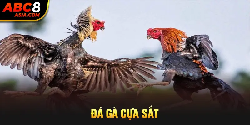 đá gà cựa sắt