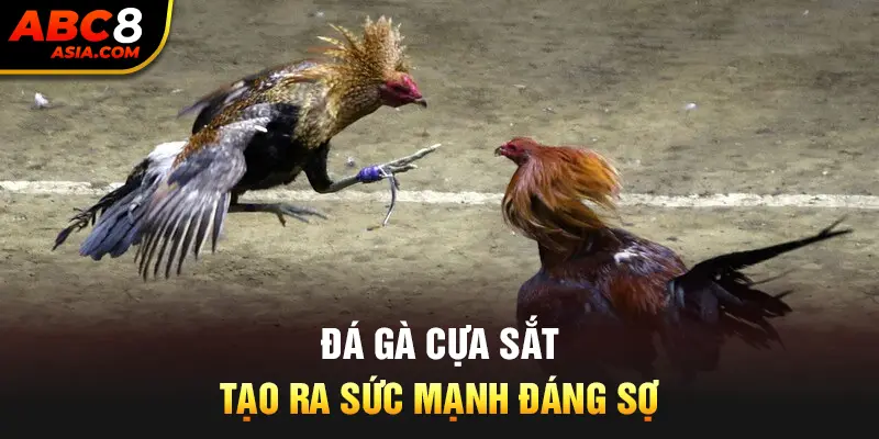 Đá gà cựa sắt tạo ra sức mạnh đáng sợ