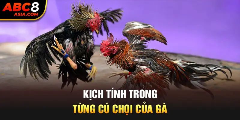 Kịch tính trong từng cú đá của chiến kê