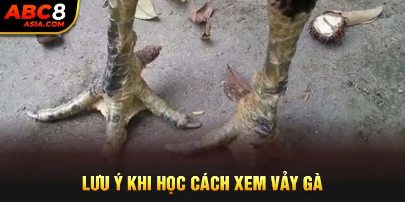 Lưu ý khi học cách xem vảy gà