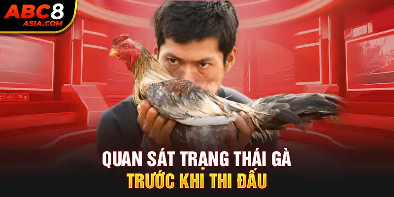 Quan sát trạng thái gà trước khi ra sân