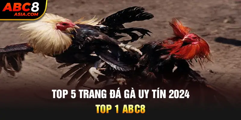 Top 5 trang đá gà uy tín 2024 - Top 1 ABC8